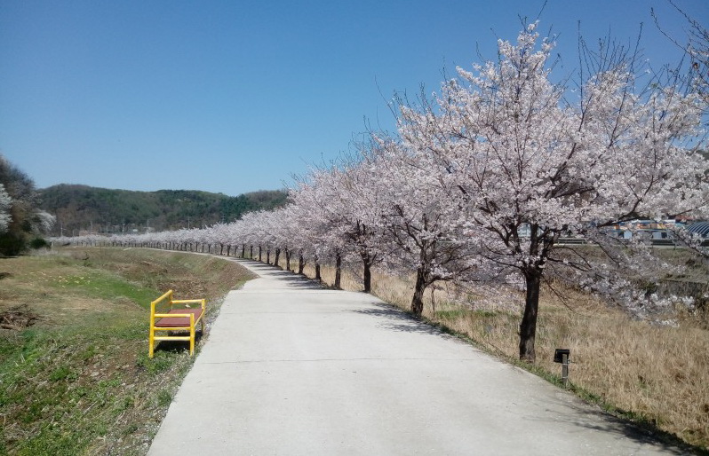파일:파평면 밤고지 벚꽃1.jpg