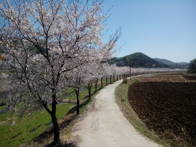 파일:파평면 밤고지 벚꽃2.jpg